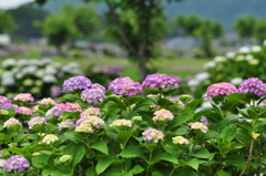 紫陽花の季節　〜五個荘町宮荘川〜