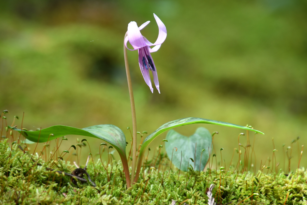 芽吹きのとき