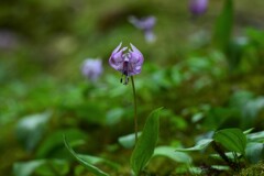 あなたへの想い ～かたくりの花～1