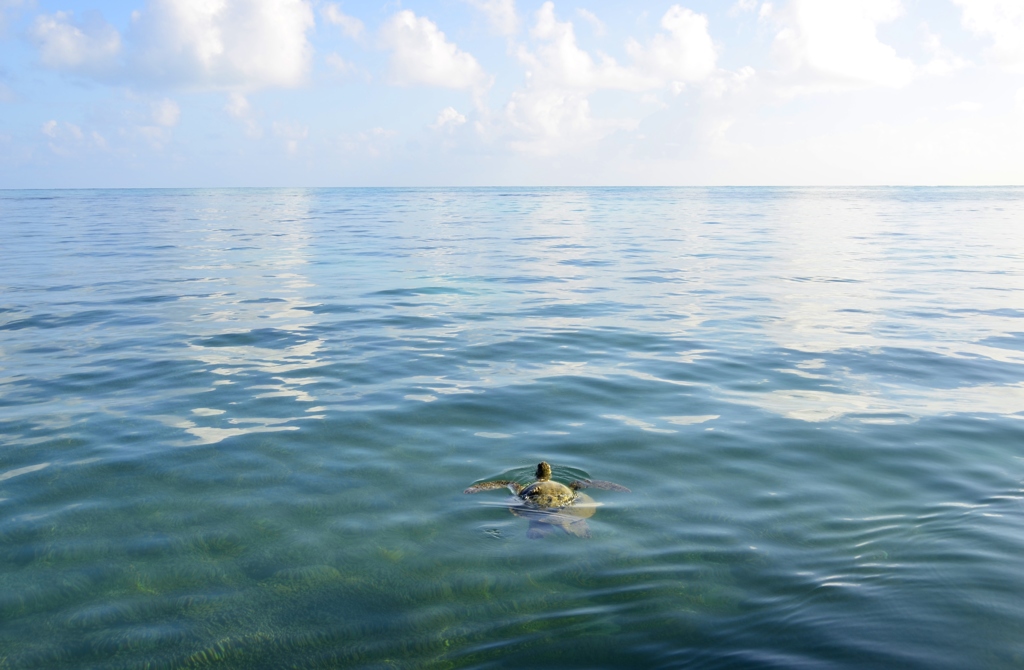 ウミガメが泳ぐ海