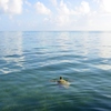ウミガメが泳ぐ海