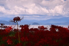彼岸花咲く
