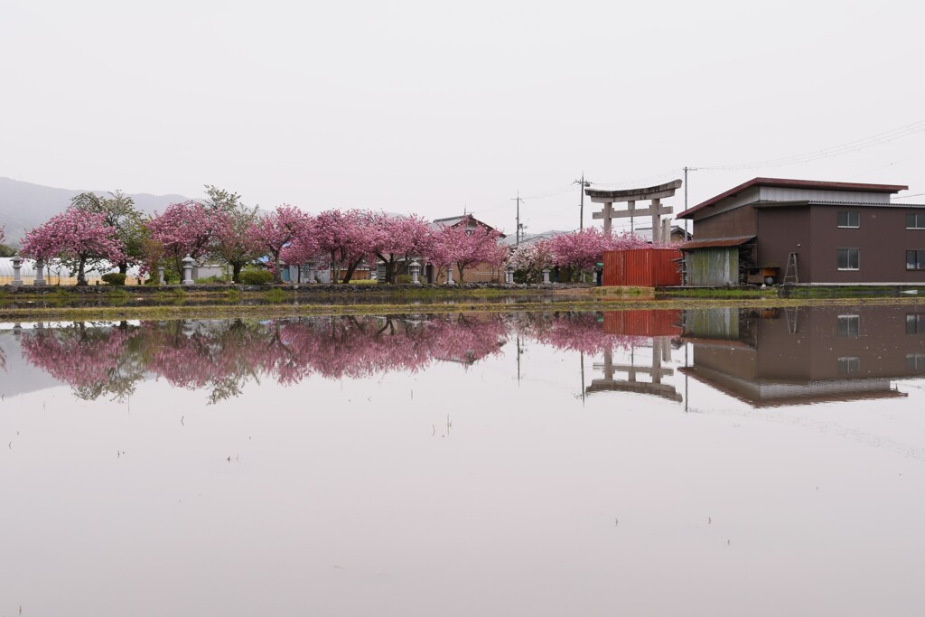 曇り空の八重桜
