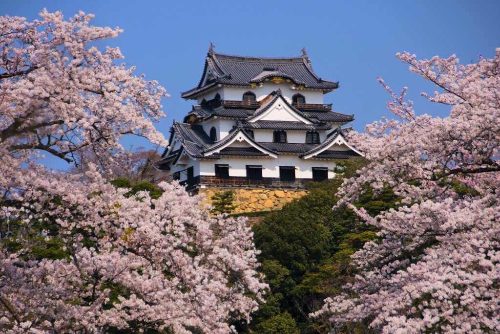 彦根城の春