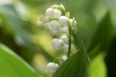 幸せの花すずらん