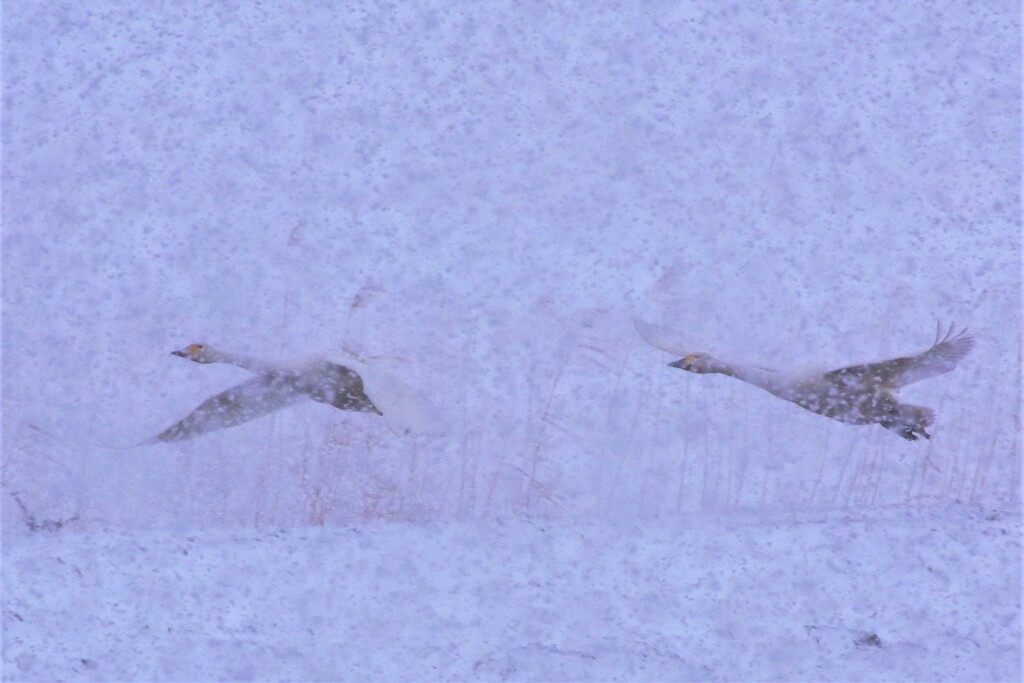 ハクチョウと遊んだ冬の思い出　～ 白鳥雪の舞い～