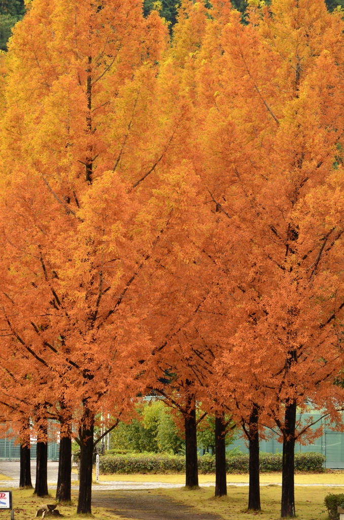 Mini  Metasequoia  Road