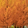 Mini  Metasequoia  Road