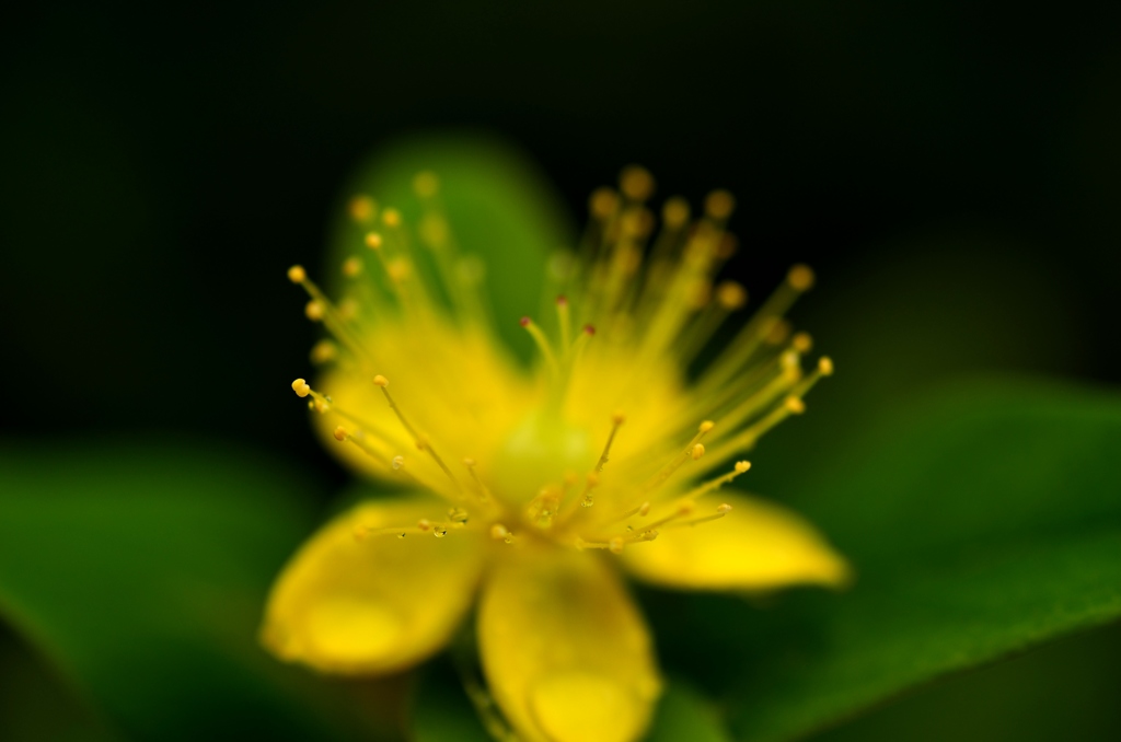 愛雨