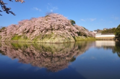 彦根城ダイヤモンド桜2019　Ⅱ