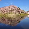 彦根城ダイヤモンド桜2019　Ⅱ