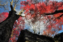 晩秋の東光寺6　～見上げる空～