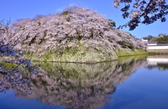 彦根城ダイヤモンド桜2019　Ⅰ