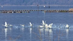 ハクチョウのいる琵琶湖の風景　～一直線～