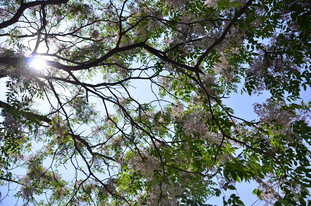 初夏の陽射しに咲くせんだんの花