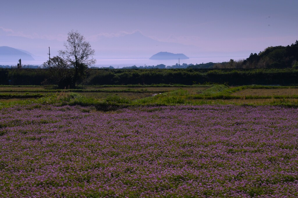 竹生島を望む春