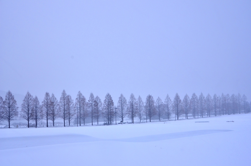 雪原のメタセコイア並木