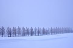 雪原のメタセコイア並木