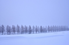雪原のメタセコイア並木