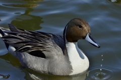 オナガガモ　～そろそろ帰らなきゃ・・～