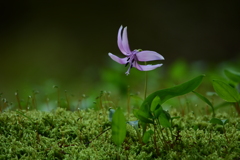 あなたへの想い ～かたくりの花～2