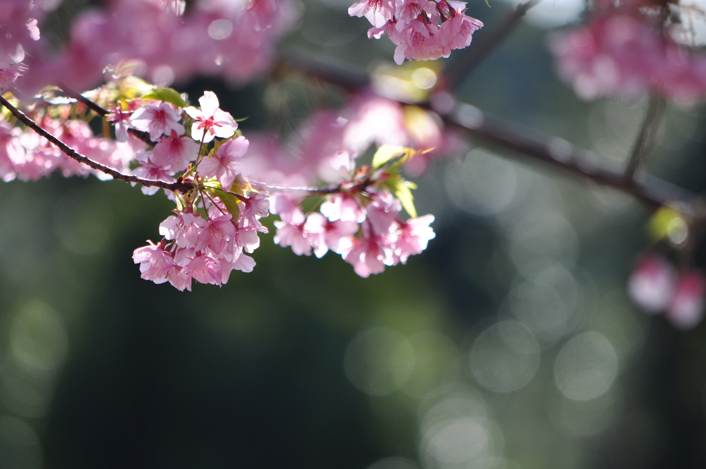 今年初めての桜は紀伊大島で