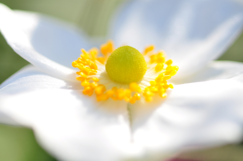 秋風のうたⅢ　～秋の庭に咲く　秋明菊～