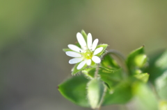 154.雑草といわれる花