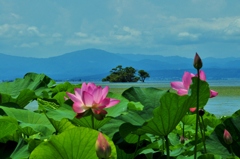 琵琶湖に咲くハスの花　Ⅰ