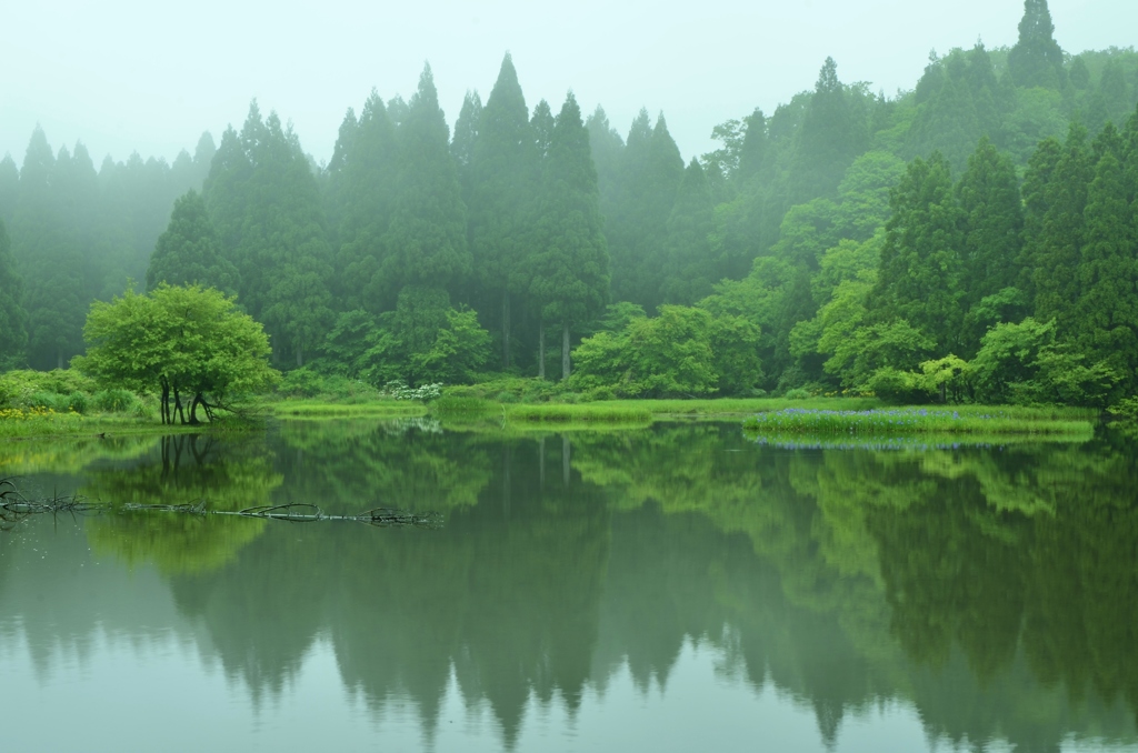 初夏の平池Ⅱ