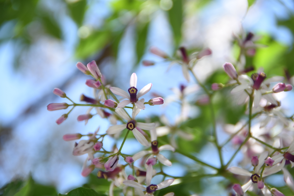 せんだんの花2020