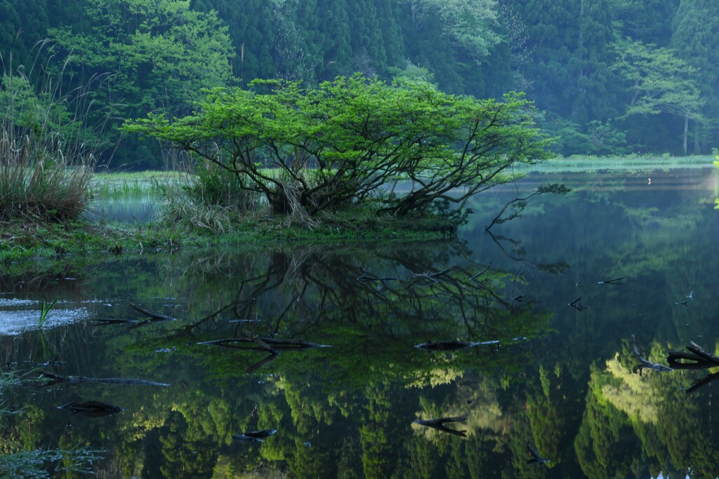 自然の精気