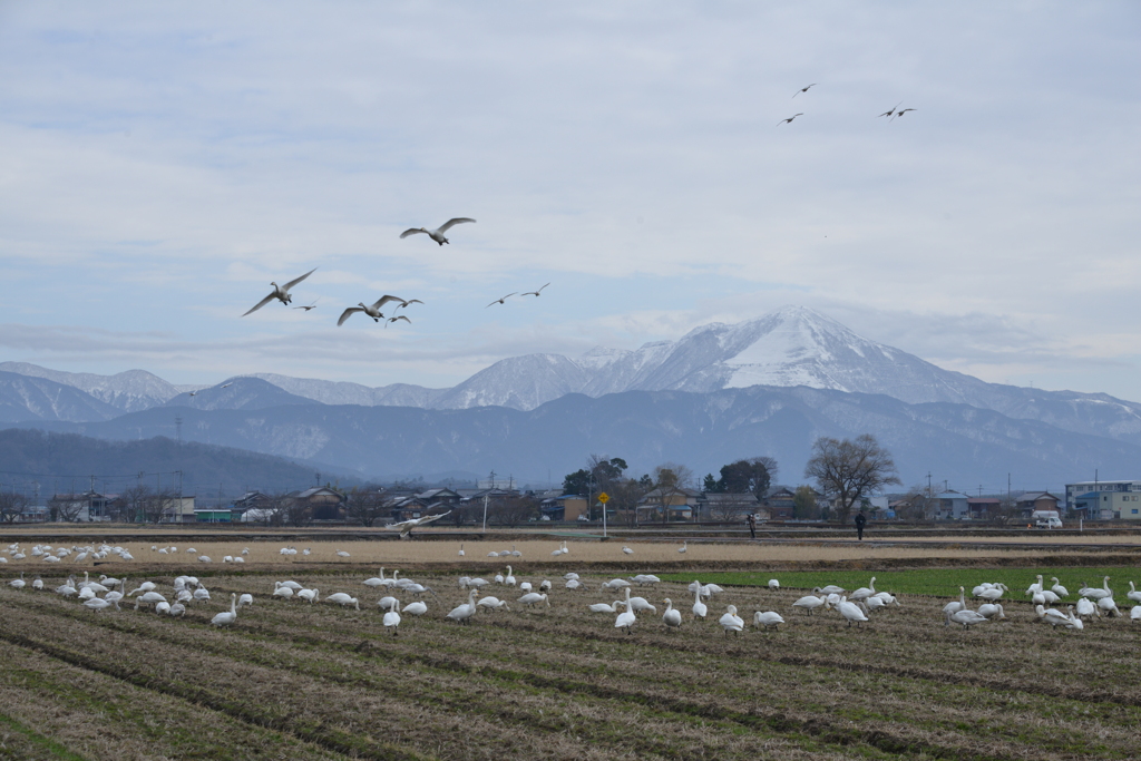 伊吹山を望む冬の田園風景