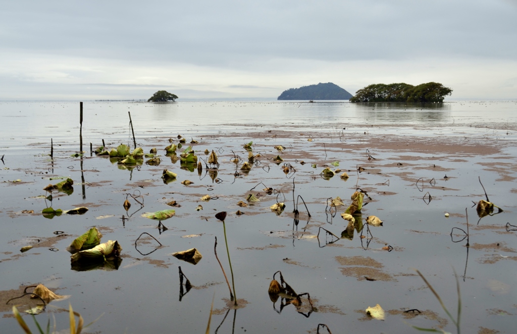 蓮枯れ琵琶湖