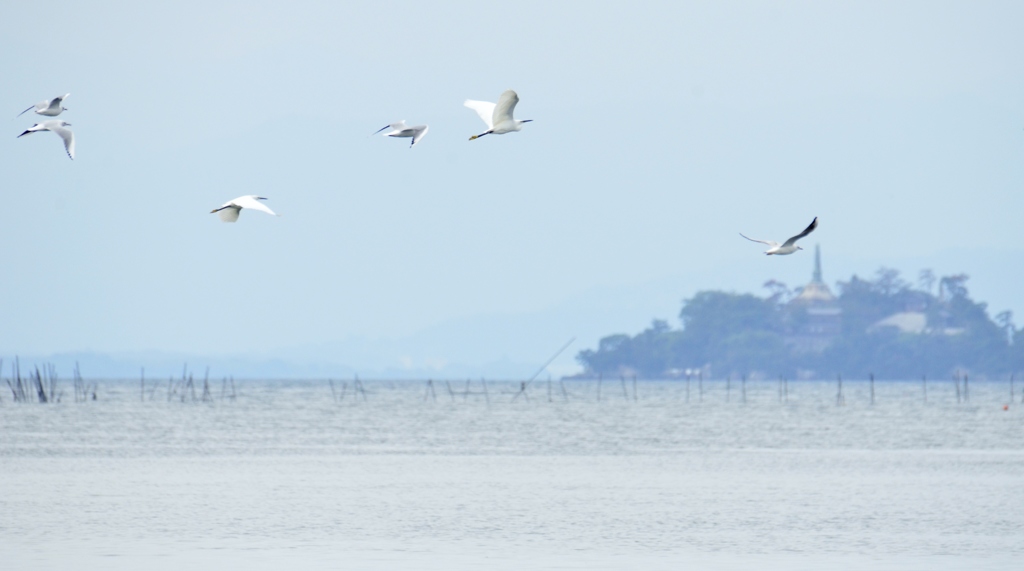 琵琶湖を飛び交う水鳥