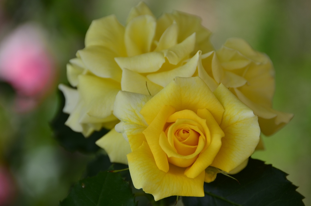 黄薔薇の魅力