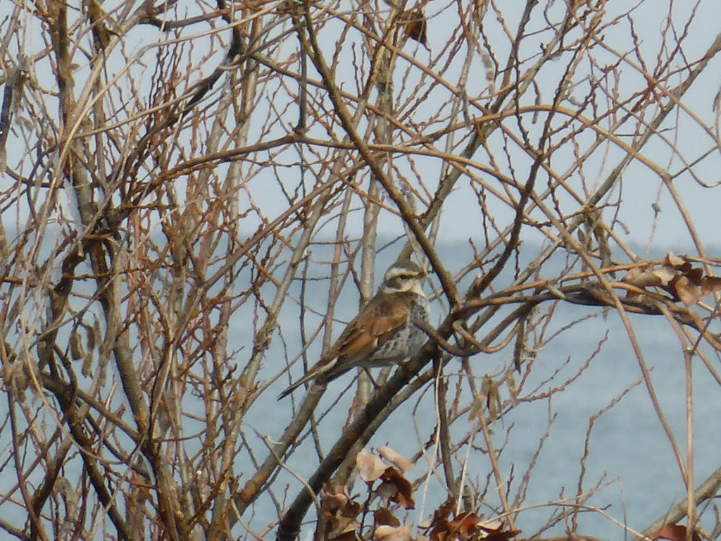 127.初めての野鳥