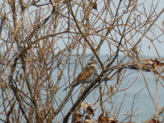 127.初めての野鳥