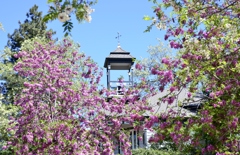 ジュリアンにて