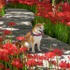 木漏れ日の中で