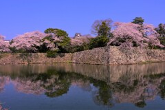 彦根城と桜