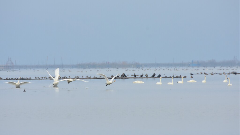 水鳥たちの楽園 びわ湖　～ちょっと遠いです～
