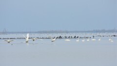 水鳥たちの楽園 びわ湖　～ちょっと遠いです～