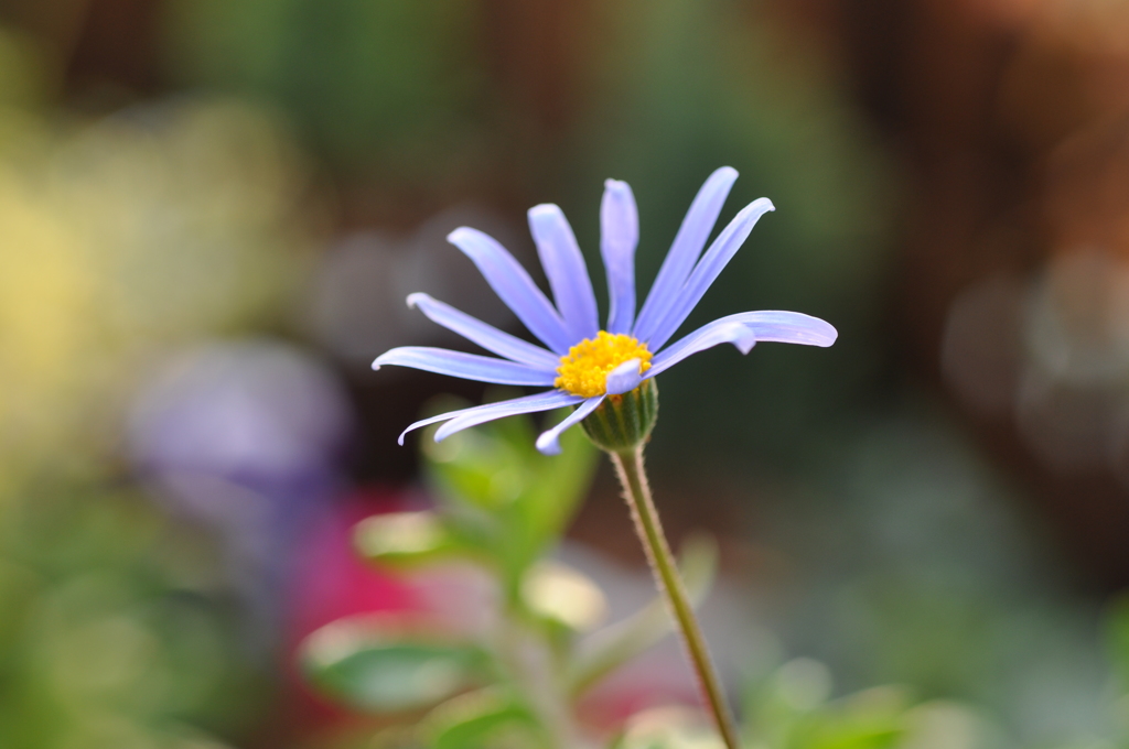 10.幸せの花