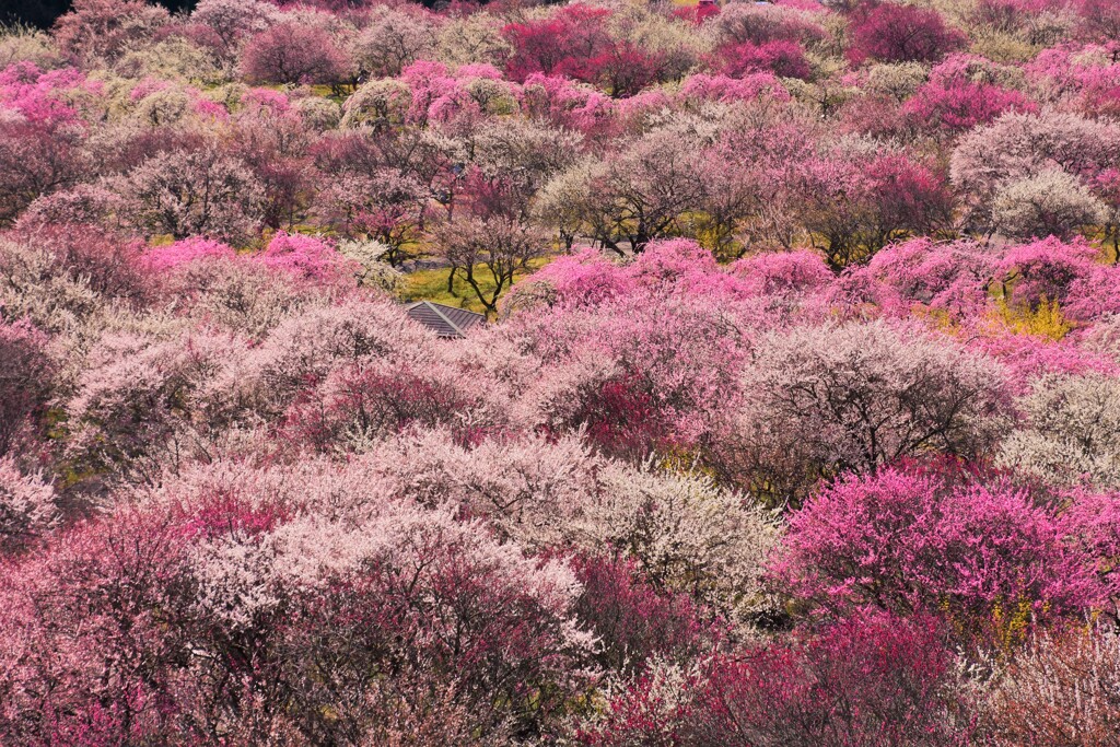 梅花香る