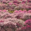 梅花香る