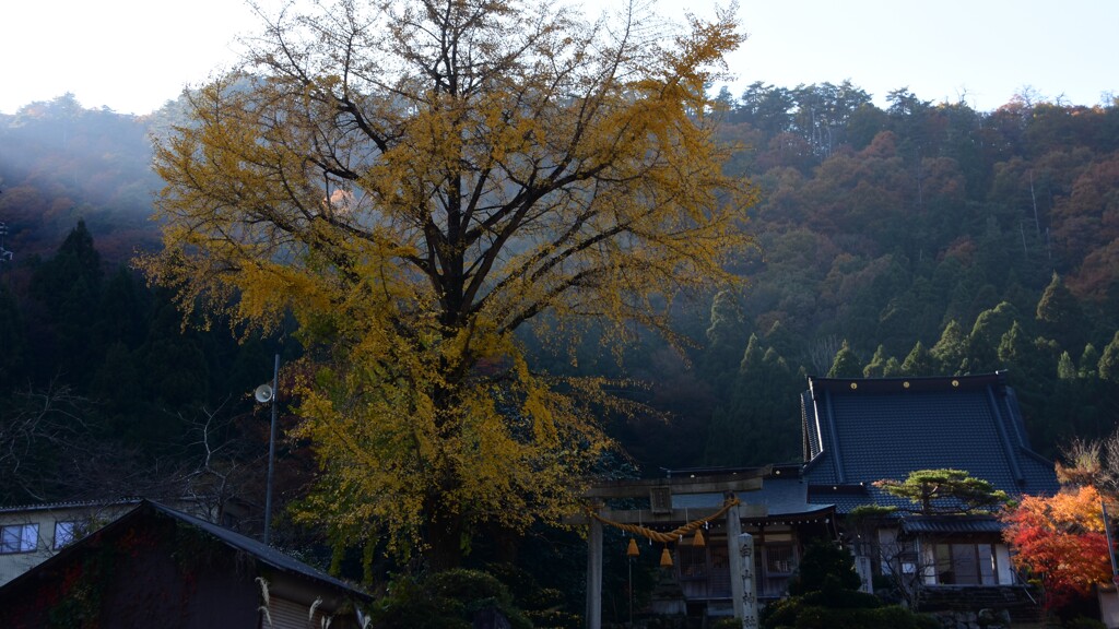 奥伊吹晩秋の大銀杏