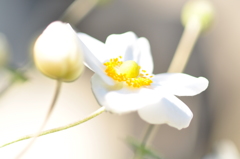 秋風のうたⅡ　～秋の庭に咲く　秋明菊～