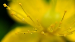 雨に咲くピペリカム