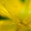 雨に咲くピペリカム